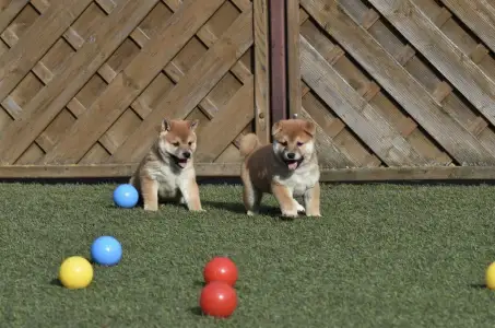 Shiba - Bravados Fugu