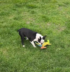 Boston Terrier - Kloé