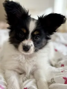 Papillon - Angyali Pillangó Bíborka