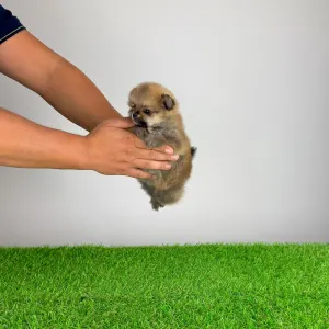 Pomeranian - Rixi
