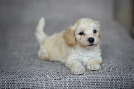 Maltipoo - Pepper