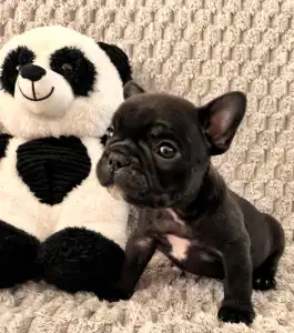 Französische Bulldogge - Miora Frenchie Rocky