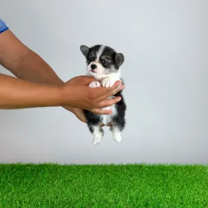 Welsh Corgi Pembroke - Corsa