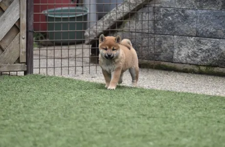 Shiba - Bravados Chiyuki