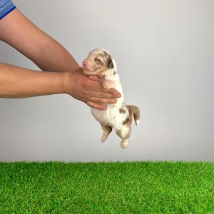 Australian Shepherd - Docki