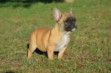 French Bulldog - Hanna
