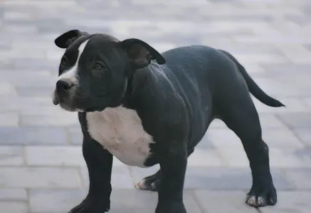 American Bully - Pocket - Bagira