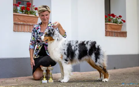 Australian Shepherd - Budnat Aussies