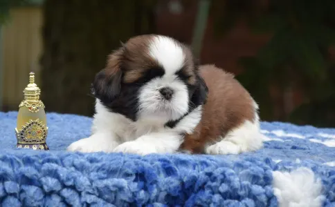 Shih tzu - La Bellezza Del Tibet