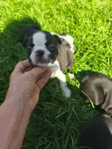 Boston Terrier - Gerbera