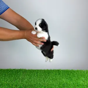 Australian Shepherd - Heyda