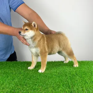 Shiba - Jana