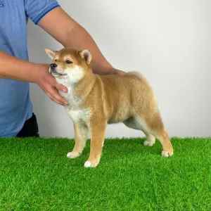Shiba - Jana