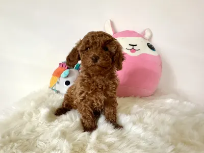 Törpe uszkár - Fedra