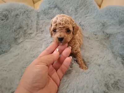 Maltipoo - Maltipoo Toy F