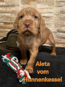 Hungarian Wire-haired Vizsla - Aleta Vom Hunnenkessel