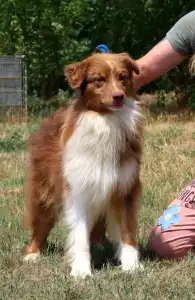 Berger australien - Dailos Dream Maker