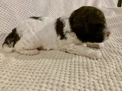 Romagna Water Dog - Friendly Lagotto Lucky