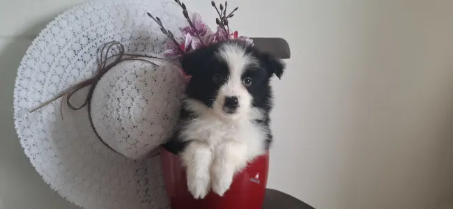 Border Collie - Mini