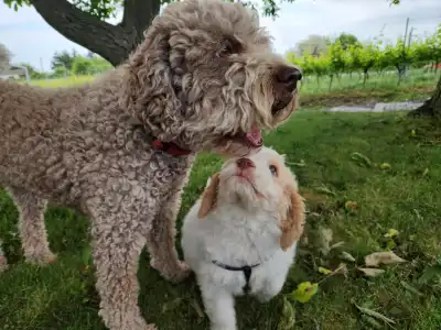 Lagotto Romagnolo - Alfi