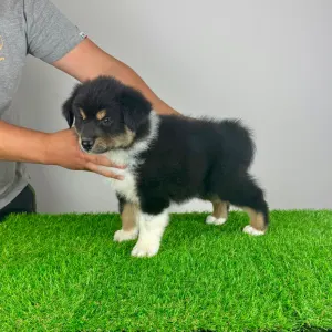 Australian Shepherd - Tyso