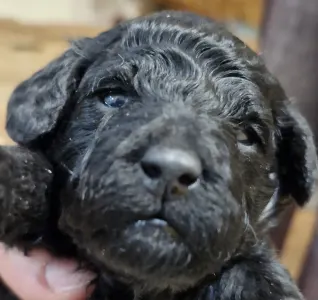 Pudeli de jucarie si pitici - Alma