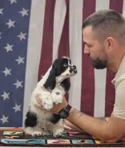 Amerikai cocker spániel - Ibiza Of Your Sweetest Dream