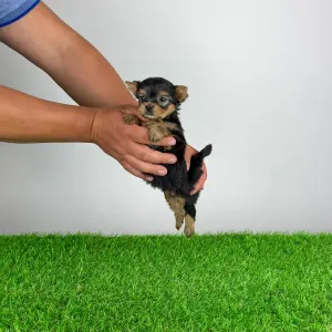 Yorkshire Terrier - Yilma