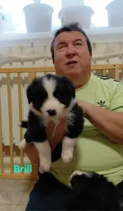 Border kolie - Brilliant