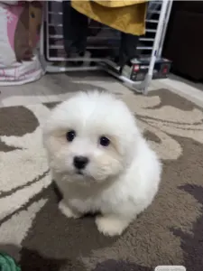 Coton de Tulear - Blanca