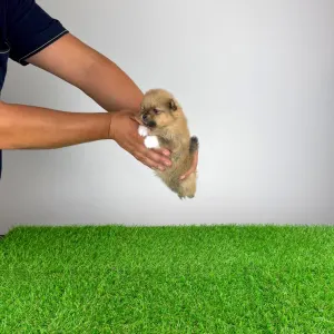 Szpic miniaturowy - Rini