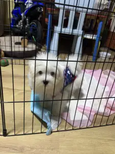 Coton de Tuléar - Bingo