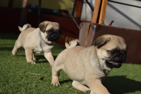 Papillon - Apple Of My Eye 