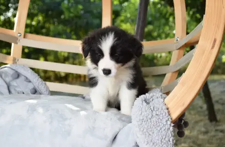 Border Collie - Dazzling Borders Alexander The Moonlight Dancer 