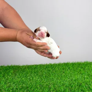 Кавалер кинг-чарльз-спаниель - Biggi