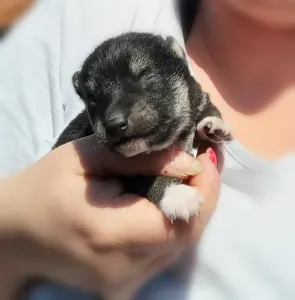 Shiba Inu - Scamp Crowd G. 