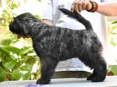 Bouvier des Flandres - Joya De L’ Ami Gris