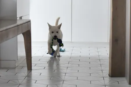 Kishu - Aki Bílý Pes Ze Strakonic