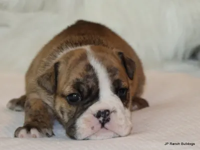 Englische Bulldogge - Bailey