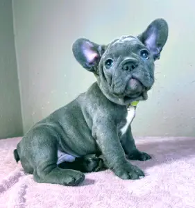 French Bulldog - Mark