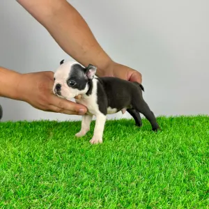 Boston Terrier - Yacco