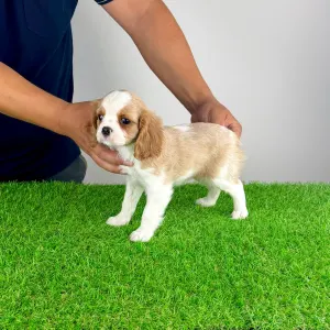 Cavalier King Charles Spaniel - Vila