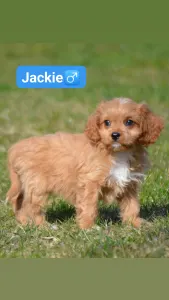 Cavapoo - Jackie