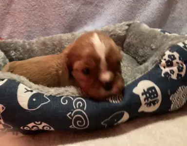 Cavalier King Charles Spaniel - Dancy