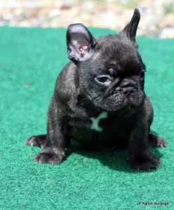 French Bulldog - Barney