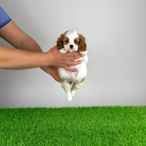 Cavalier King Charles Spaniel - Globo