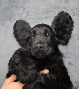 Angol Cocker spániel - Spirit Of Midnight