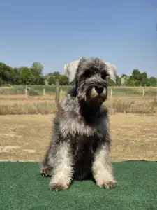 Miniature Schnauzer - Zafír