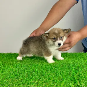 Welsh Corgi Pembroke - Sissy