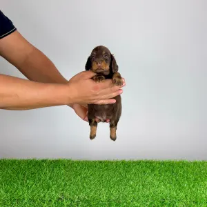 Dachshund - Eclair 